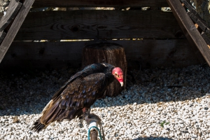 Vautour à tête rouge